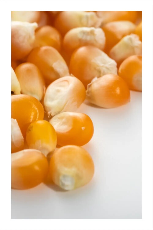 Tunceli Atalık Mısır