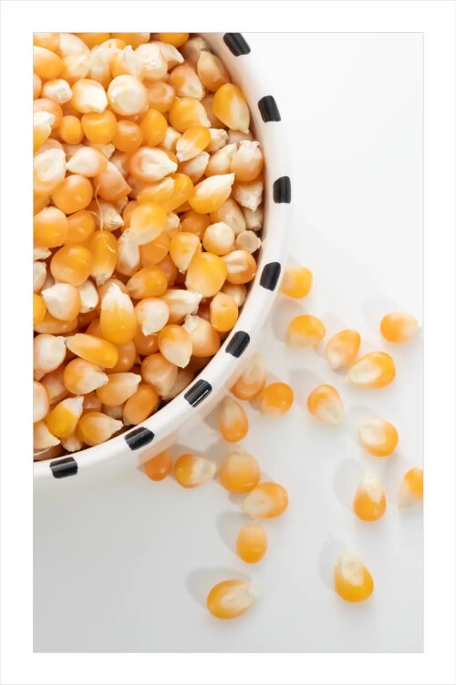 Tunceli Atalık Mısır