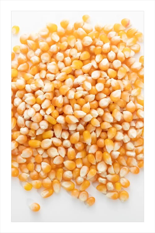 Tunceli Atalık Mısır